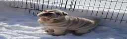Shar Pei dogs for sale: Blizzard mini - Ad 12