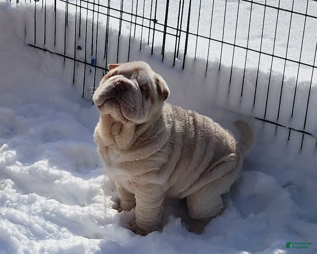 Shar Pei dogs for sale: Blizzard mini - Ad 12