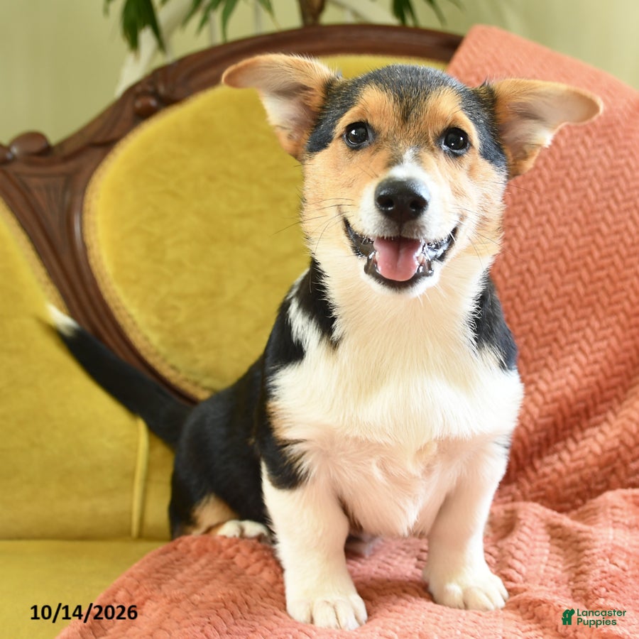 Welsh Corgi Pembroke dogs Champ  - Ad 1