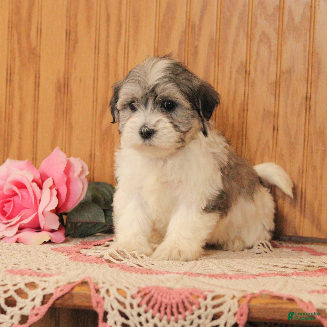 Malshi dogs for sale: Jasmine - Ad 2