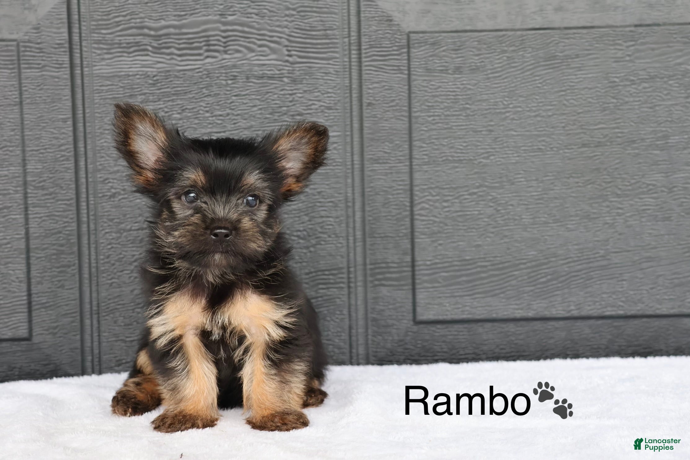 Yorkshire Terrier dogs Rambo - Ad 1