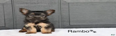 Rambo