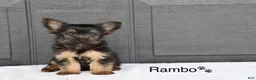 Yorkshire Terrier dogs for sale: Rambo - Ad 1