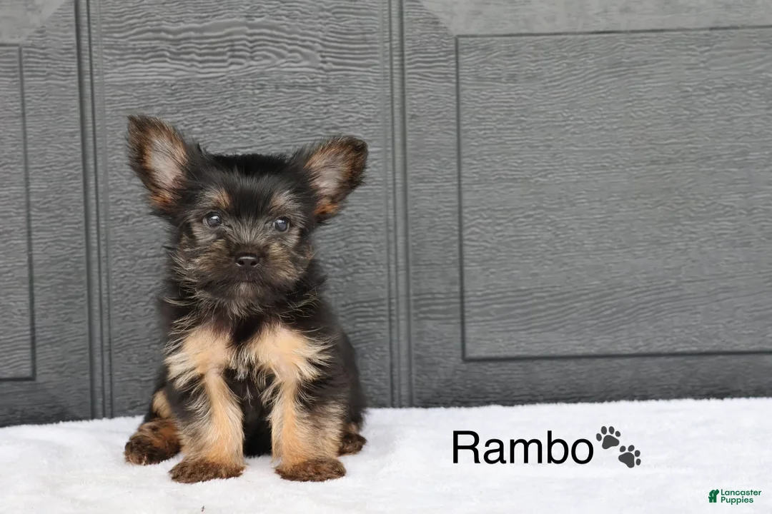 Yorkshire Terrier dogs for sale: Rambo - Ad 1