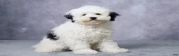Mini Bernedoodle dogs for sale: Twinkle - Ad 3