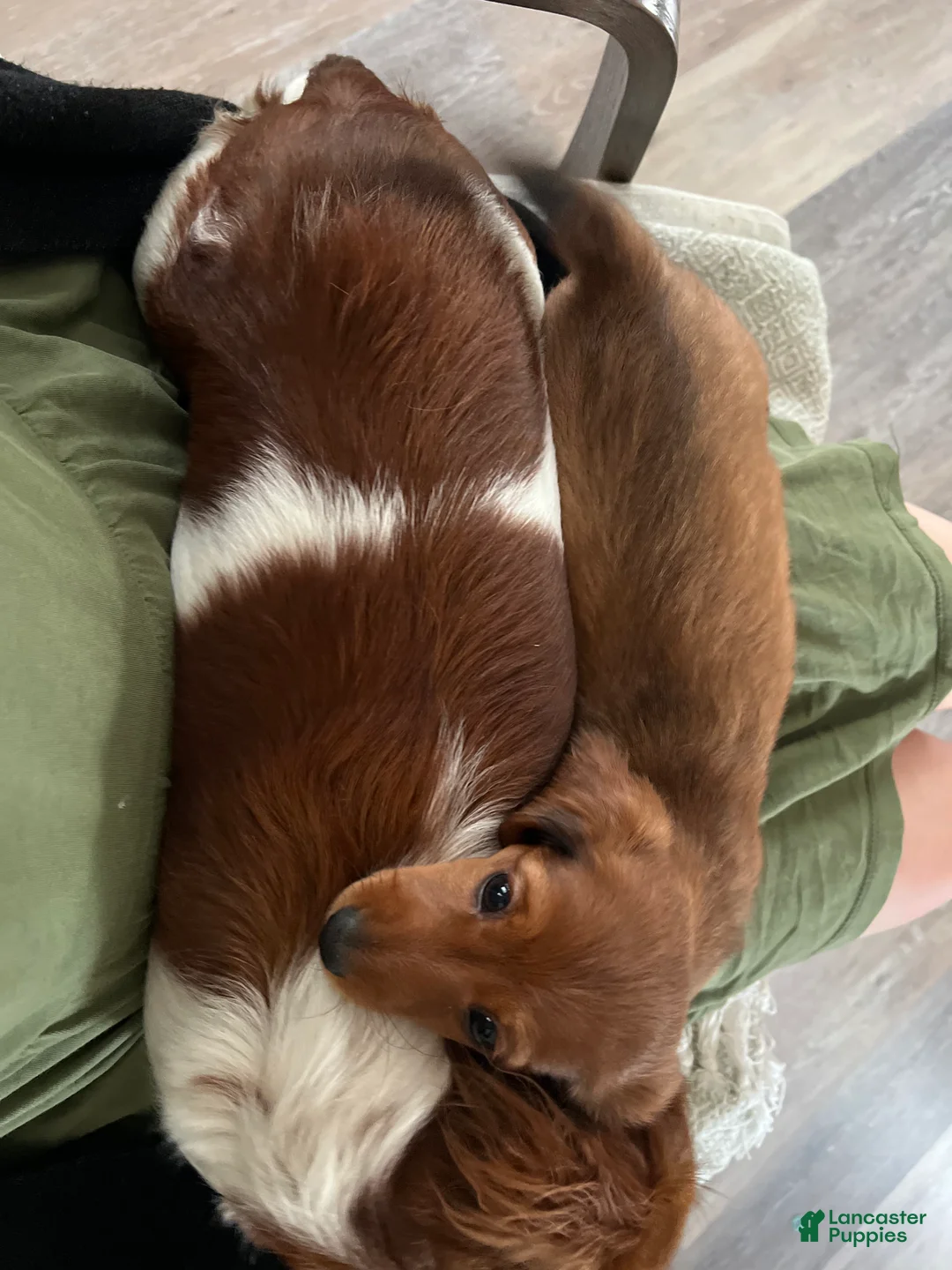 Miniature Dachshund dogs for sale: Cocoa Bean - Ad 1