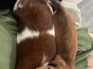 Miniature Dachshund dogs for sale: Cocoa Bean - Ad 2