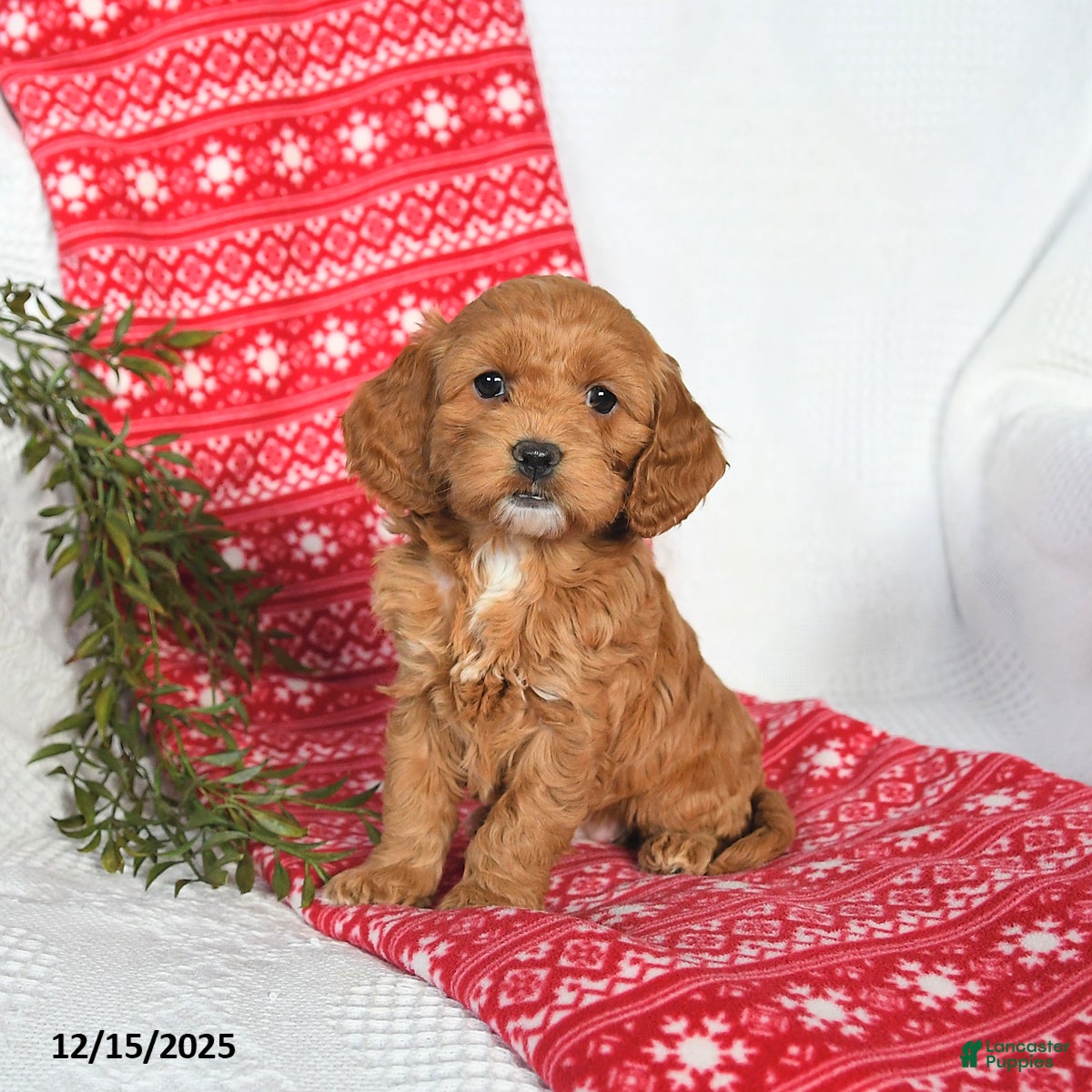 Cockapoo dogs Ophelia - Ad 1