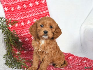 Cockapoo dogs Ophelia - Ad 1