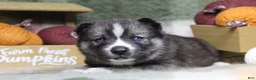 Siberian Husky dogs for sale: Red - Ad 2