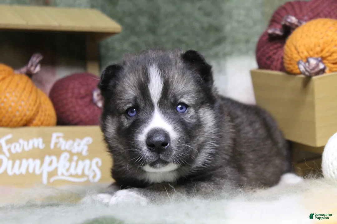 Siberian Husky dogs for sale: Red - Ad 2
