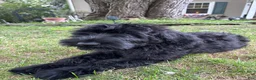 Giant Schnauzer dogs for sale: Mouse - Ad 4
