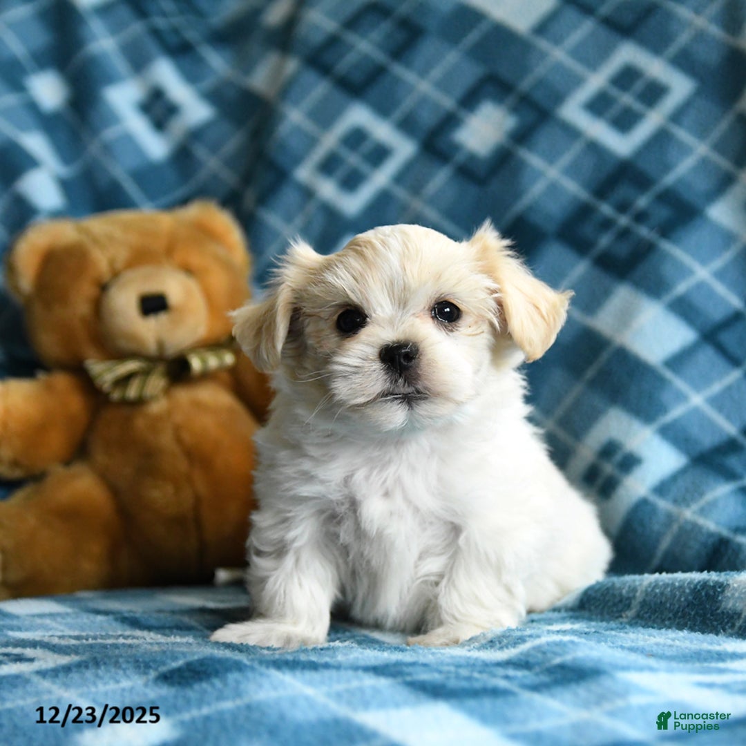 Malshi dogs for sale: Harper - Ad 5