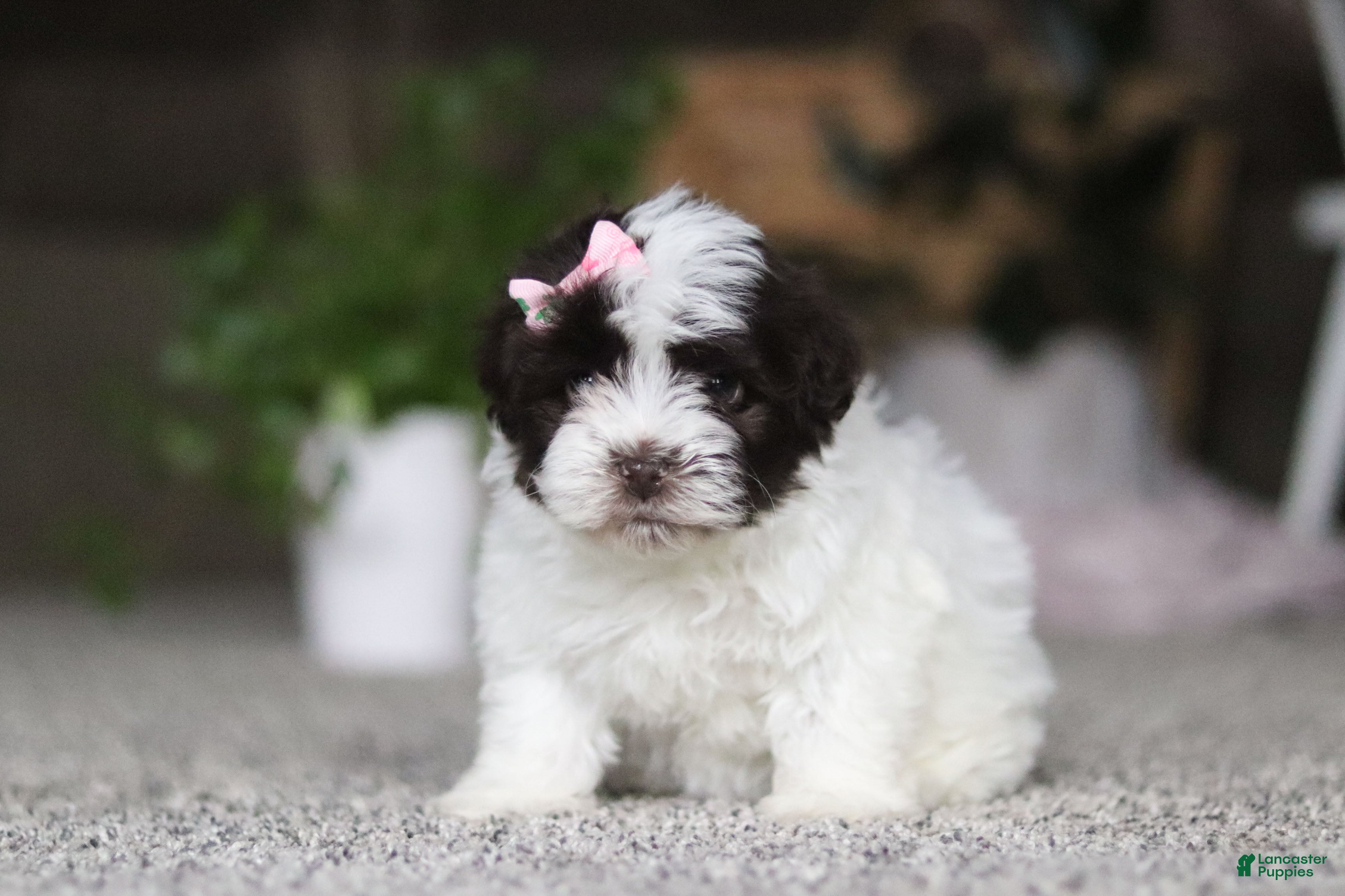 Havanese dogs Jayla - Ad 2