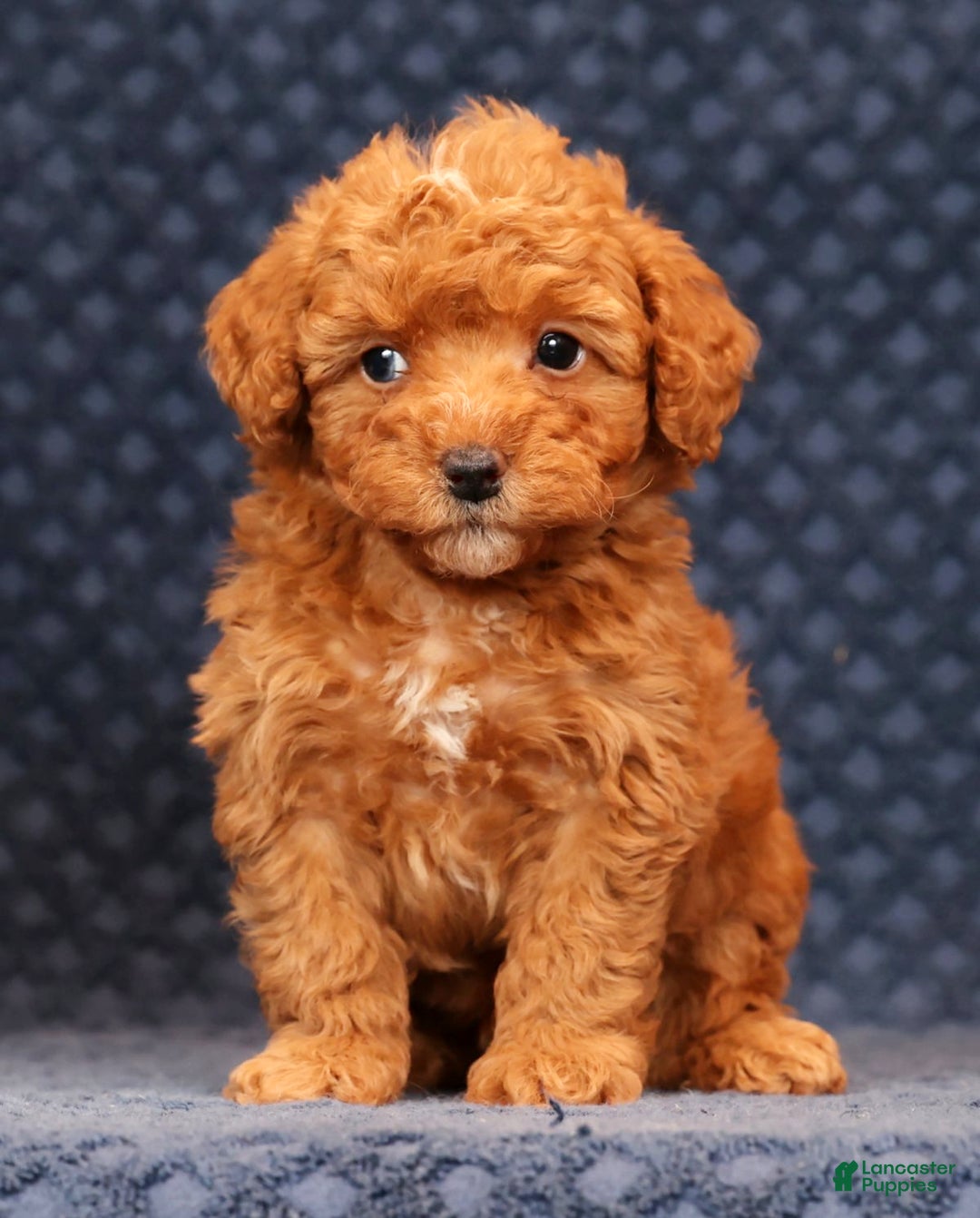 Miniature Poodle dogs for sale: Franklin - Ad 4