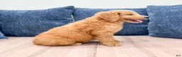 Mini Goldendoodle dogs for sale: Liam - Ad 5