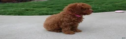 Bichpoo dogs for sale: Trixie - Ad 4