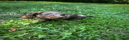 Dachshund dogs for sale: Female Four - Ad 6