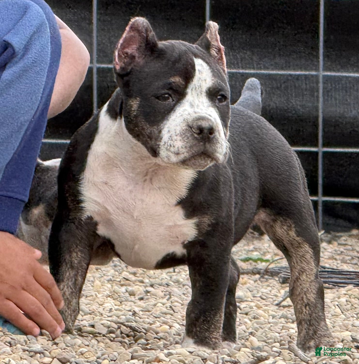 American Bully dogs Ticked Black trindle female  - Ad 1