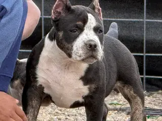 American Bully dogs for sale: Ticked Black trindle female - Ad 1