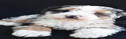 Mixed Breed dogs for sale: Caroline - Ad 5