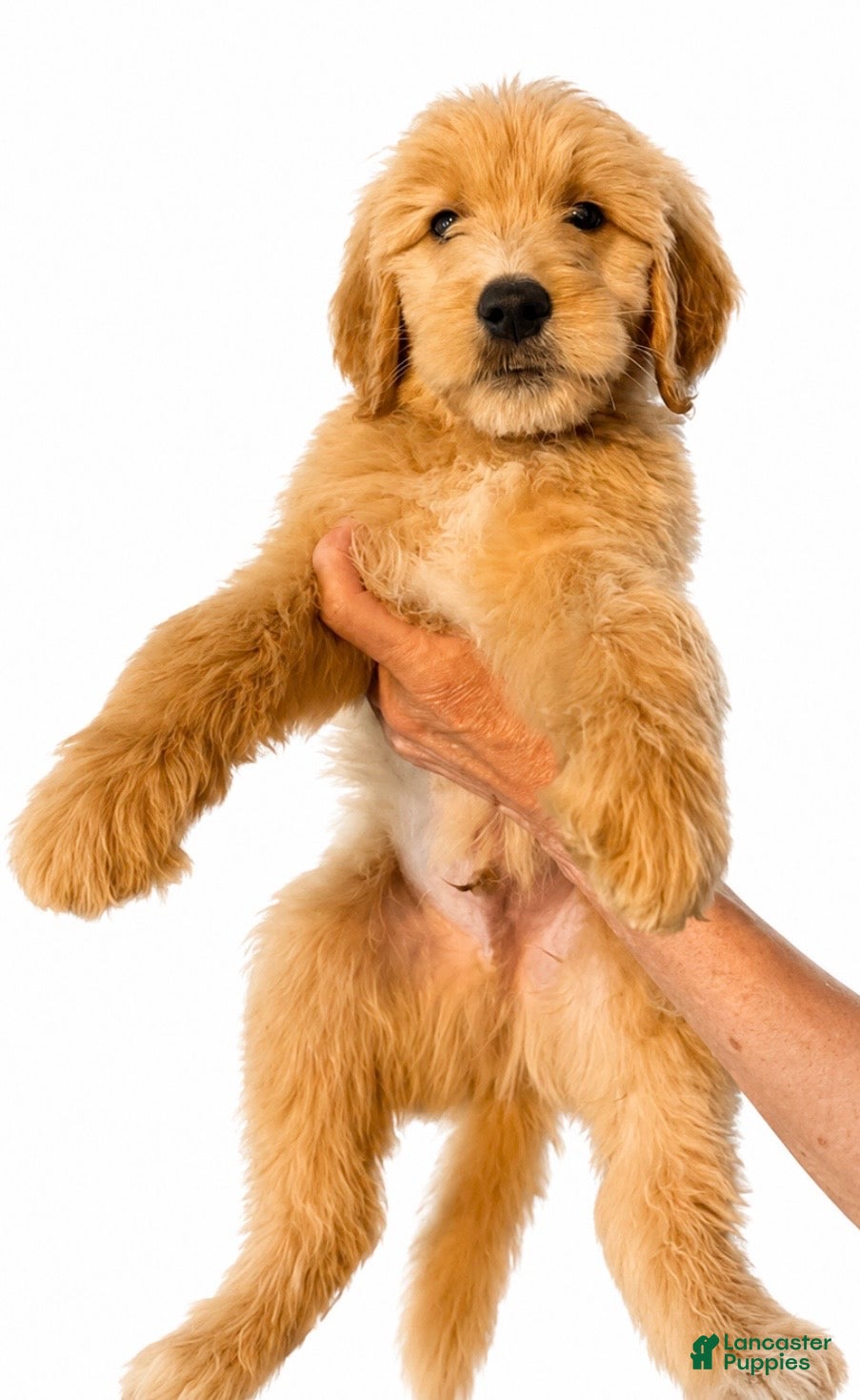 Goldendoodle dogs Green - Ad 1