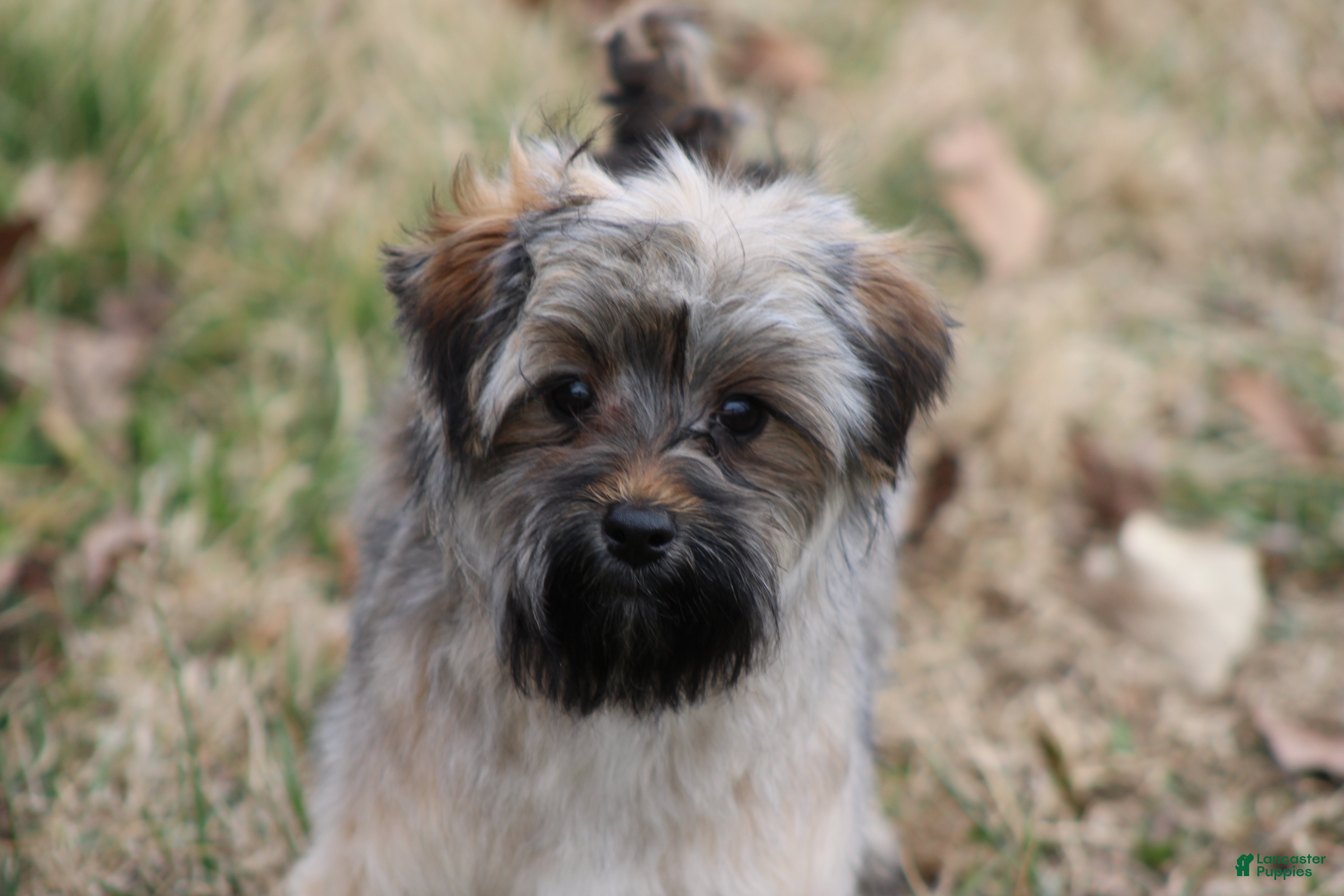 Yorkiepoo dogs Miss Sassy - Ad 2