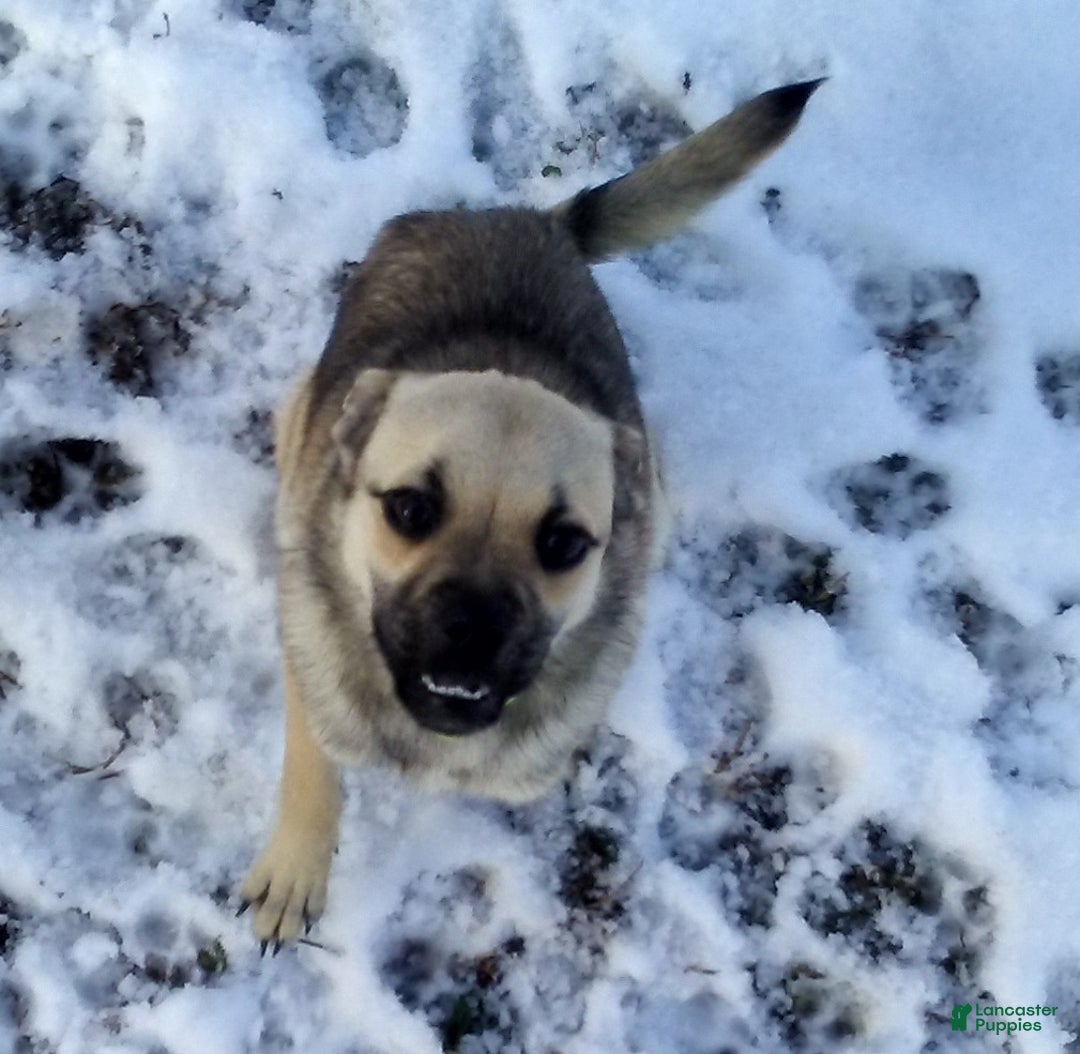 Mixed Breed dogs for sale: Fussy - Ad 10