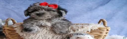 Bichpoo dogs for sale: NORMAN - Ad 17