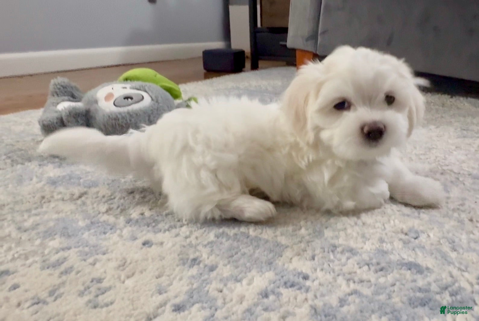 Malshi dogs for sale: Billy - Fluffy Teddy Bear Malshi Puppy - Ad 3