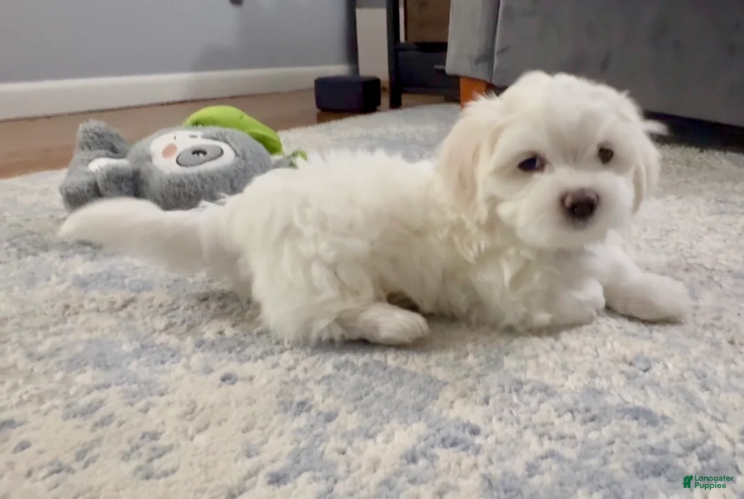 Malshi dogs for sale: Billy - Fluffy Teddy Bear Malshi Puppy - Ad 1