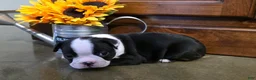 Boston Terrier dogs for sale: Jamie Boston Terrier  - Ad 3