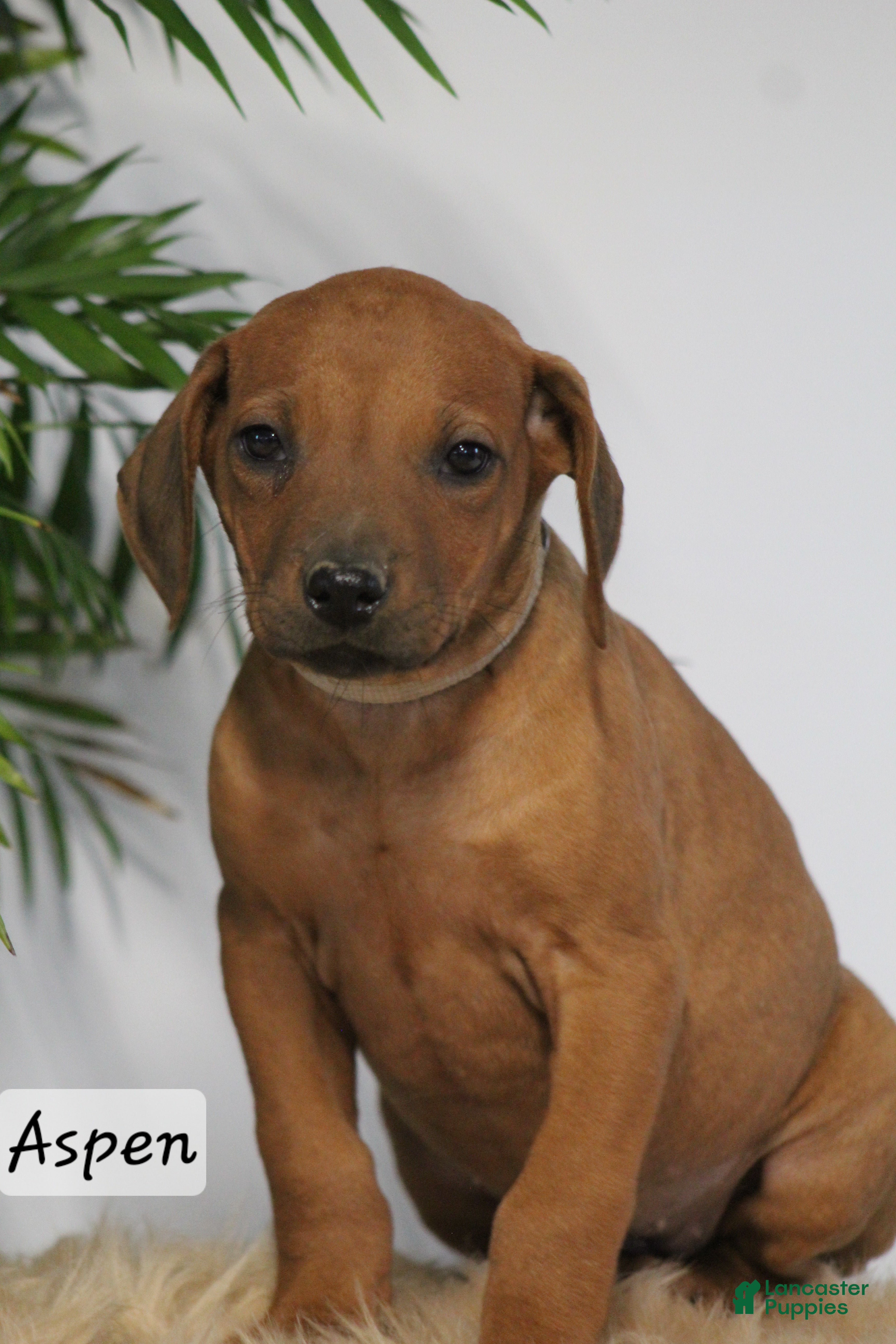 Rhodesian Ridgeback dogs Rhodesian Ridgeback Puppy 7 - Ad 11