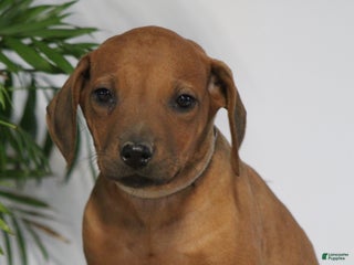 Rhodesian Ridgeback dogs Rhodesian Ridgeback Puppy 7 - Ad 11