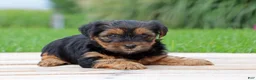 Yorkshire Terrier dogs for sale: Brinn - Ad 4