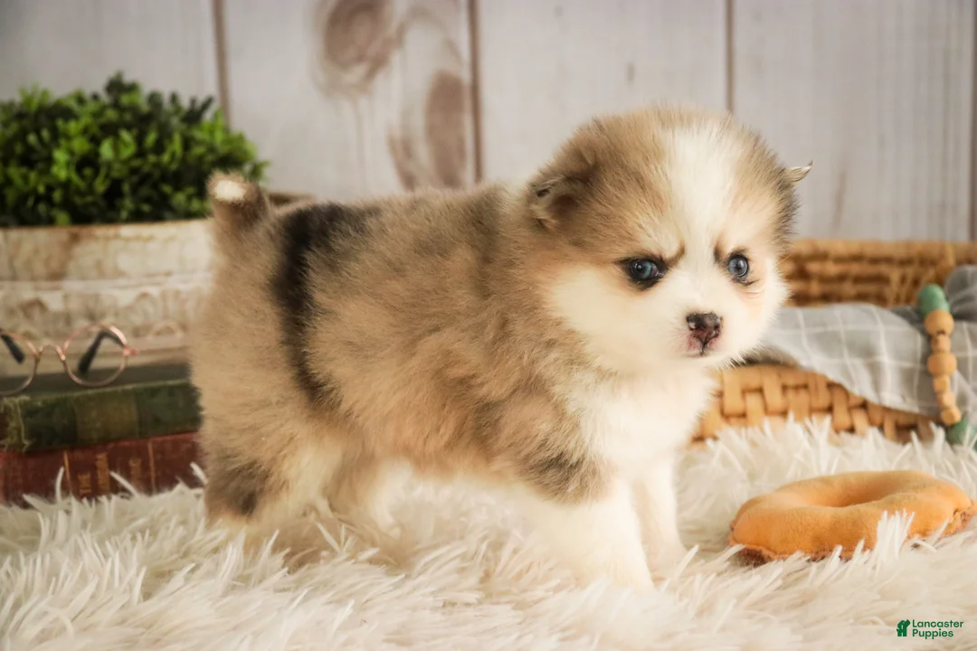 Pomsky dogs for sale: Sebastian - Ad 6