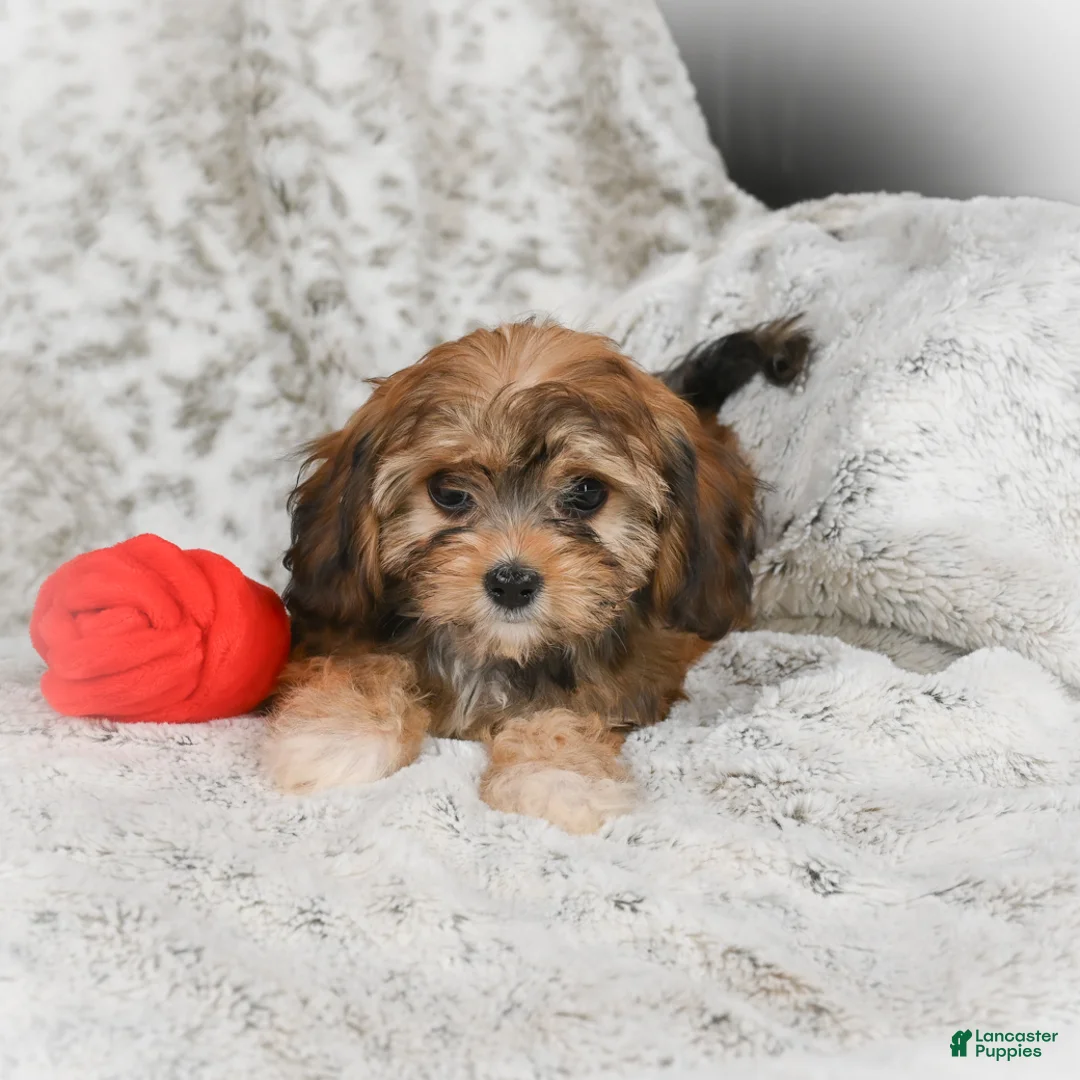 Havanese dogs for sale: Holly - Ad 8