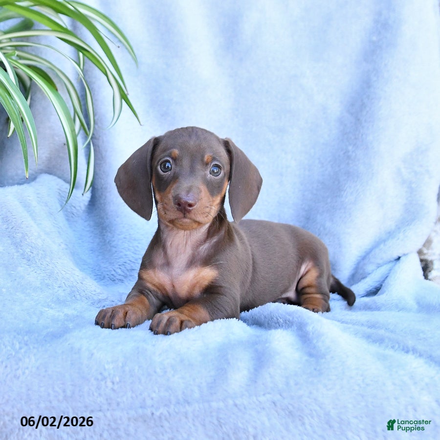 Miniature Dachshund dogs Beauty - Ad 1