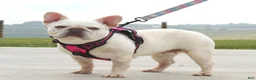 French Bulldog dogs for sale: Marlo - Ad 6