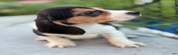 Beagle dogs for sale: Gus - Ad 7