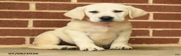 Labrador Retriever dogs for sale: Beth - Ad 2