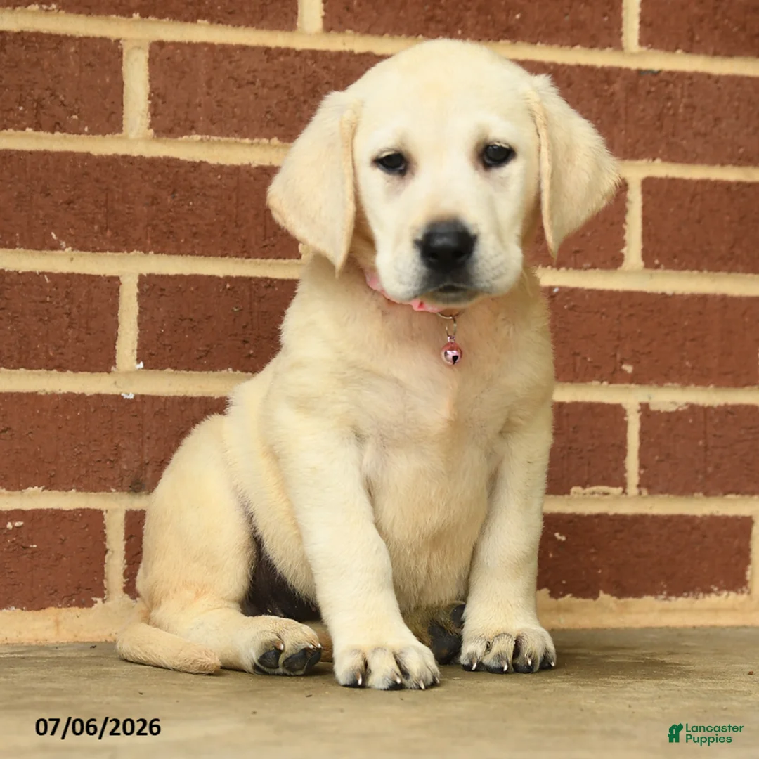 Labrador Retriever dogs for sale: Beth - Ad 2