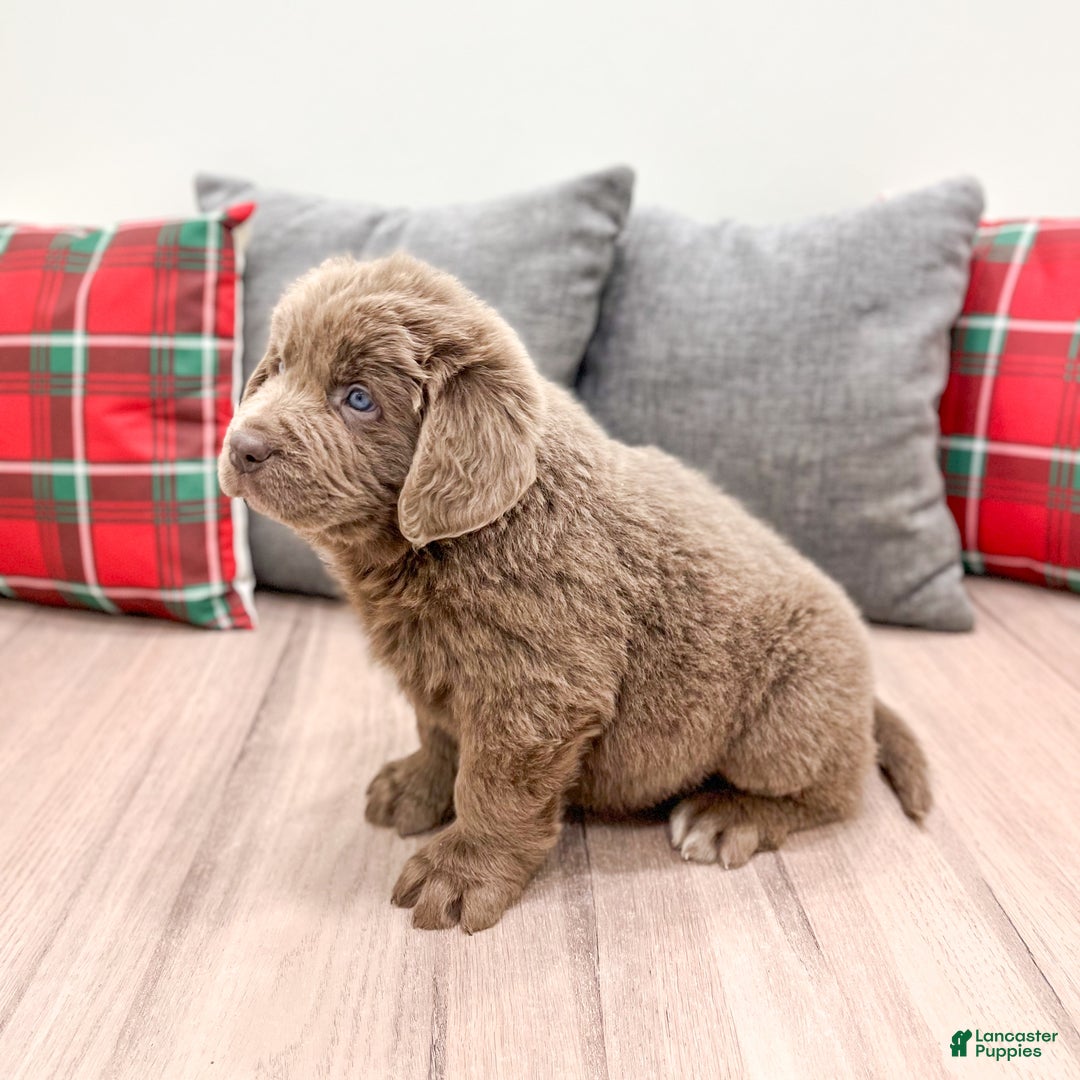 Newfoundland dogs for sale: Mia - Ad 4