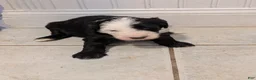 Sheepadoodle dogs for sale: Sheepadoodle Puppy 4 - Ad 3