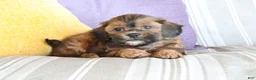 Shihpoo dogs for sale: Steven - Ad 2