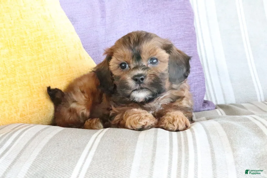 Shihpoo dogs for sale: Steven - Ad 2