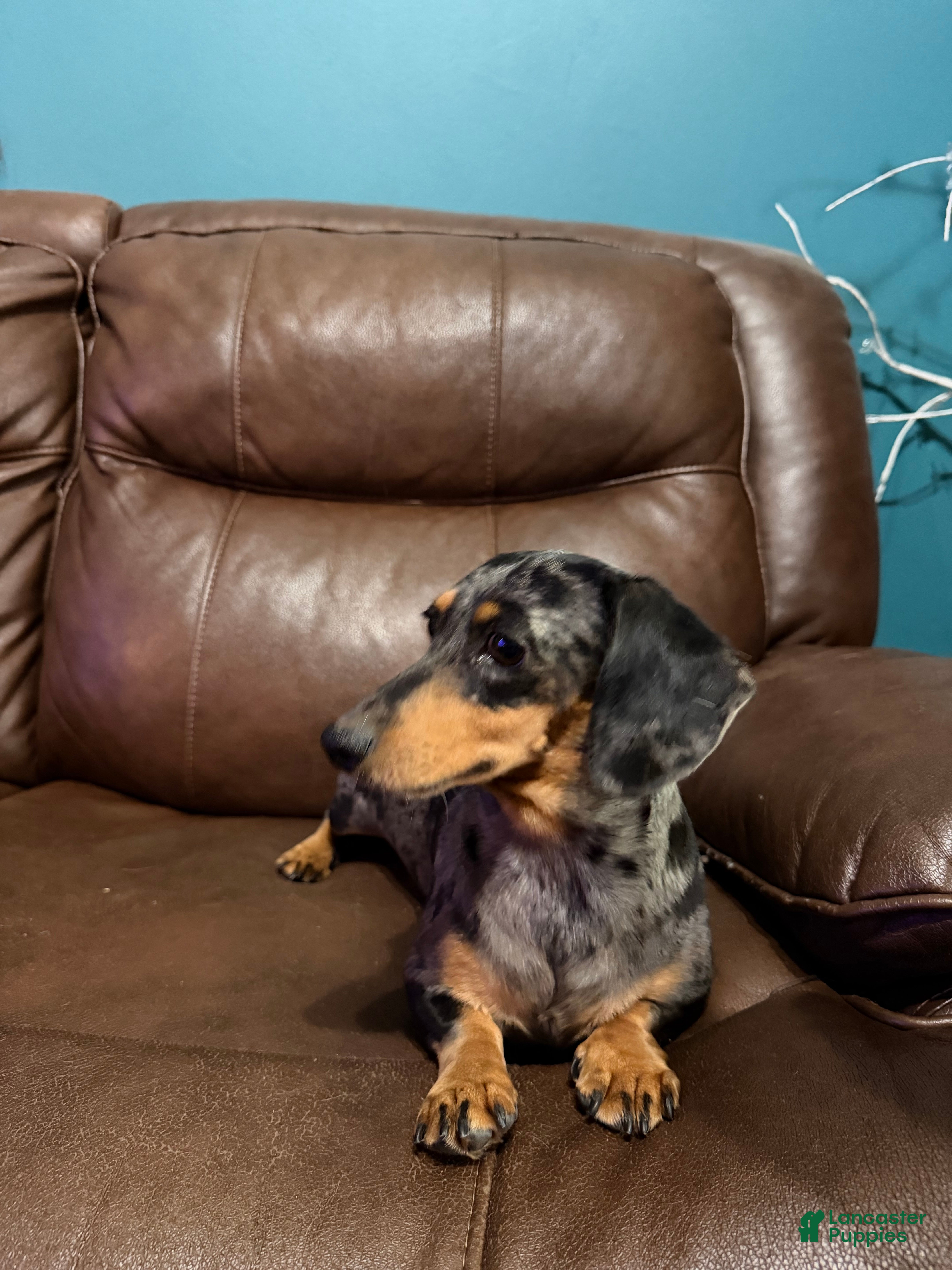 Miniature Dachshund dogs Pebbles - Ad 1