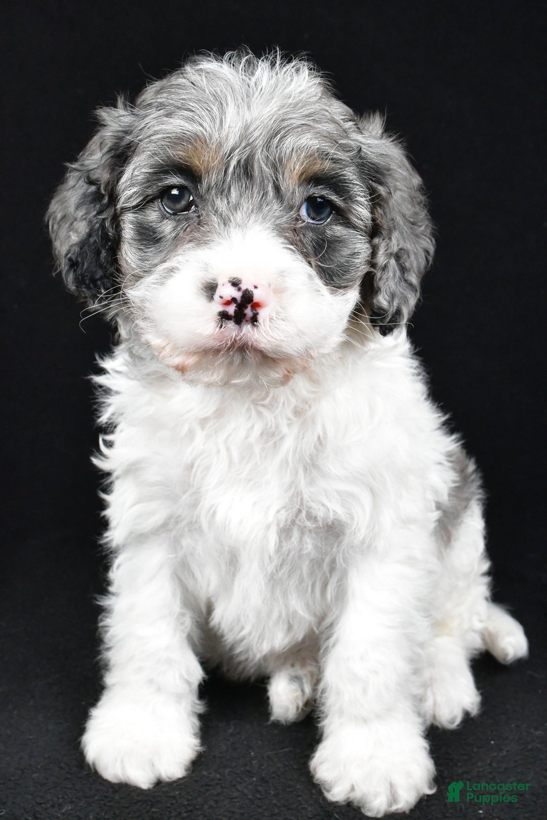 Cockapoo dogs for sale: Thompson - Ad 2