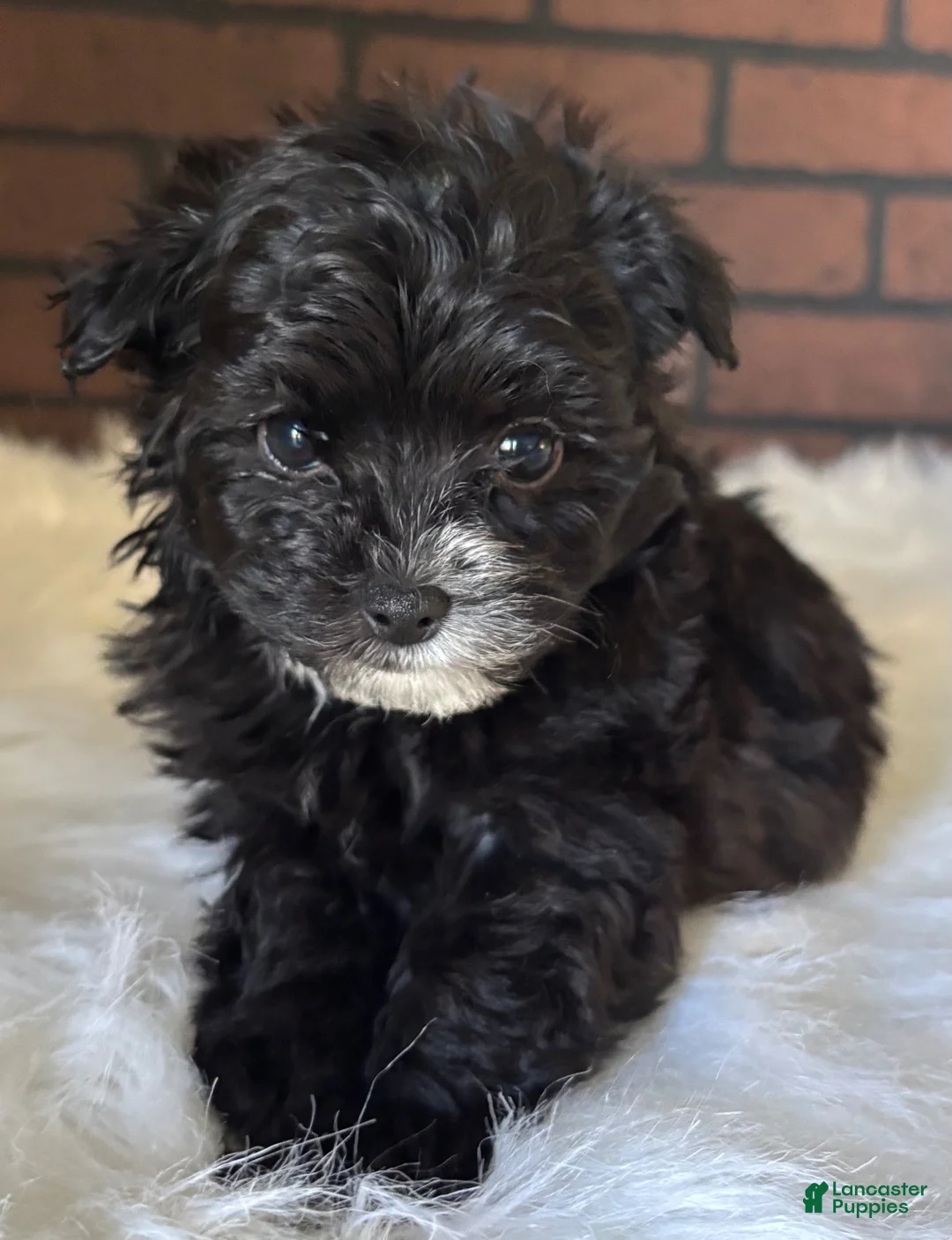 Maltipoo dogs for sale: Midnight  - Ad 1