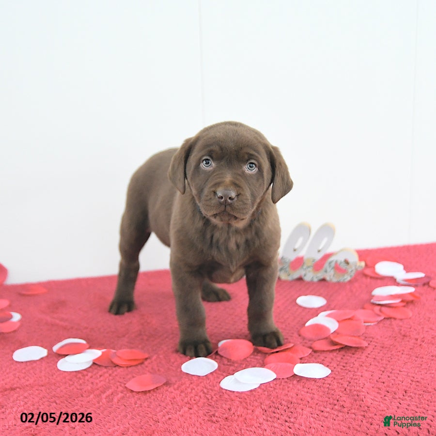 Labrador Retriever dogs Theo - Ad 2